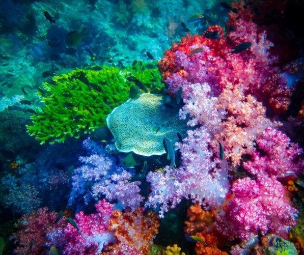 Private Snorkeling Trip Lipe Island Inside Outside 7 Islands